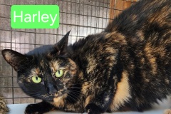 Harley