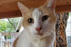 Julien