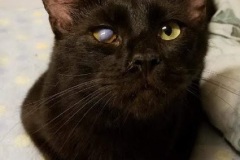 Amos