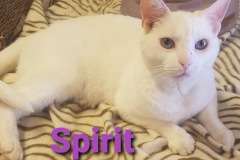 Spirit