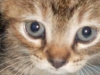 Etta