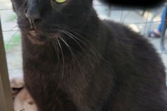 Odin