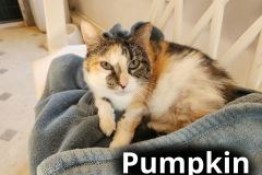 Pumpkin
