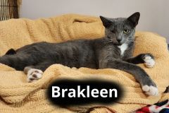 Brakleen
