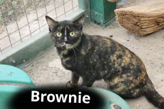 Brownie-Tortie