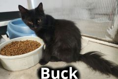 Buck