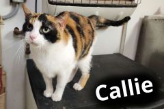 Callie