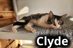 Clyde