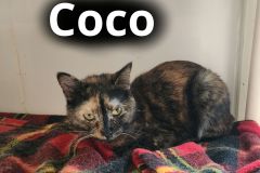 Coco