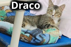 Draco