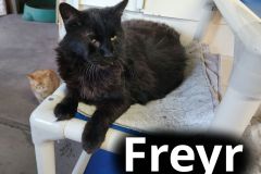 Freyr