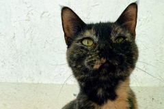 Susie Q