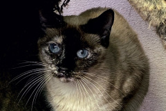 Helen