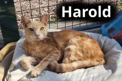 Harold