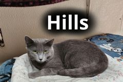 Hills_1