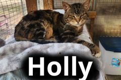 Holly