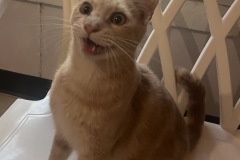 Harold