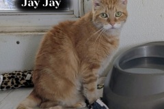 Jay Jay