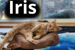 Iris