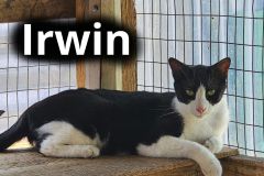Irwin
