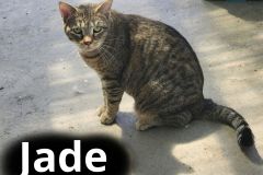 Jade