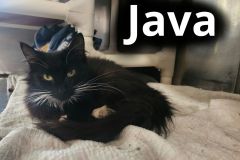 Java