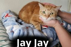 Jay-Jay