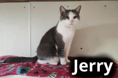 Jerry