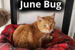 June-Bug