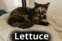 Lettuce