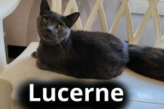 Lucerne