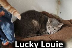 Lucky-Louie