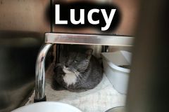 Lucy
