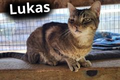 Lukas