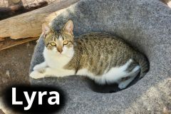 Lyra