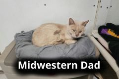 Midwestern-Dad