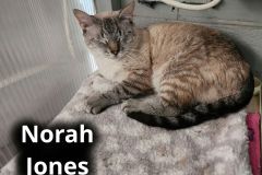 Norah-Jones
