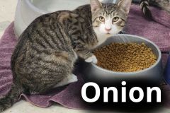 Onion