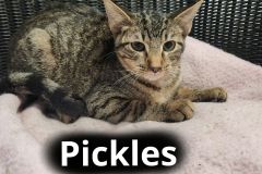 Pickles