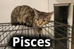 Pisces