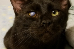Amos