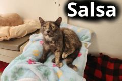Salsa