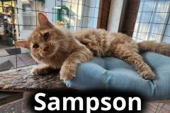 Sampson1