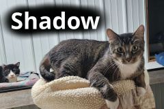 Shadow