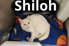 Shiloh
