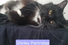 Shirley_Partridge-labeled