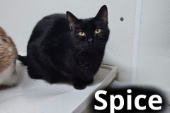 Spice