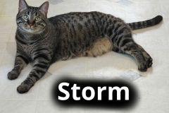Storm