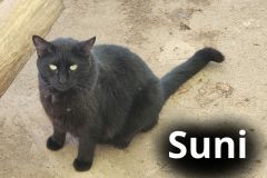 Suni