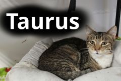Taurus